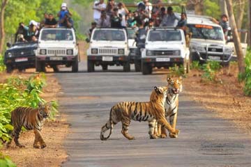 Dehli to Jim Corbett Wildlife Tour 5 Days